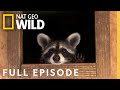 Wildlife Rescue Challenges and Solutions