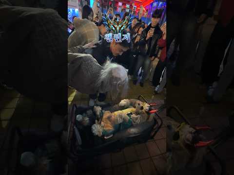 댕댕이vs좀비 (티어별 반응)
