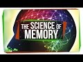 Memory and Brain Function Concepts