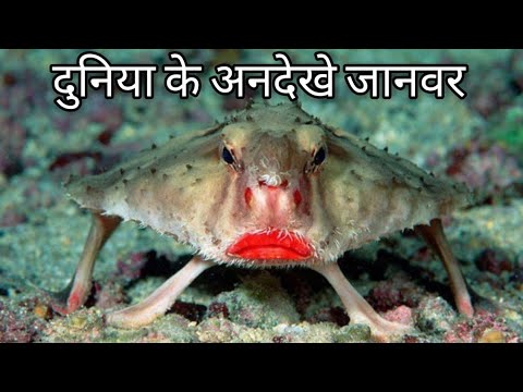 Top 7 Antique Creatures Of The World.[HINDI]