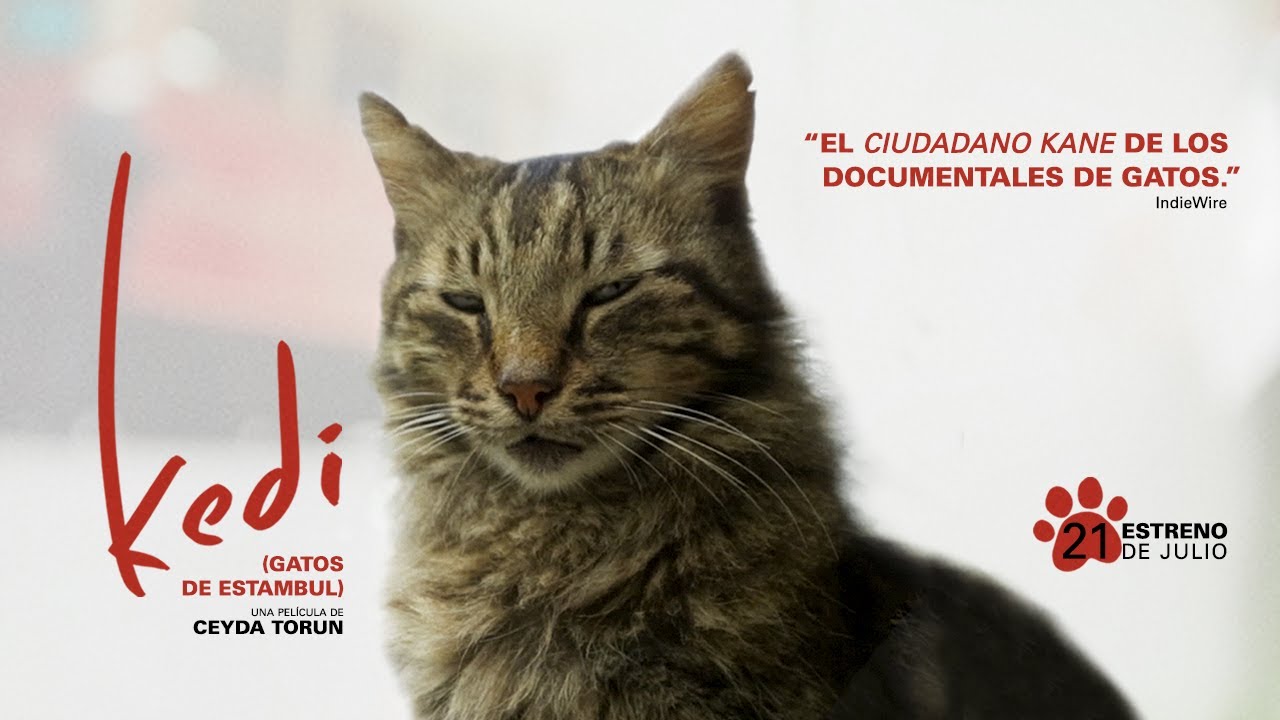 Kedi (Gatos de Estambul) miniatura del trailer