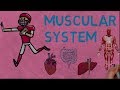 Exploring the Muscular System and How Muscles Move