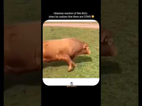 That priceless reaction when the bull suddenly spots the cows 😂🐂🐄 #bull