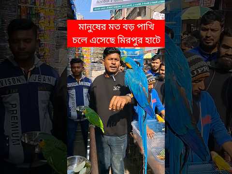 মানুষের মত বড় পাখি চলে এসেছে মিরপুর হাটে | Mirpur 1 Pakhir Hat | Pakhi | Tiya Pakhi #birds #shorts