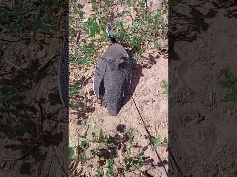 Mais uma vítima da raposa será que presta #melhorvídeo #animals #natureza