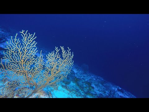 Underwater Mountains in the Indian Ocean