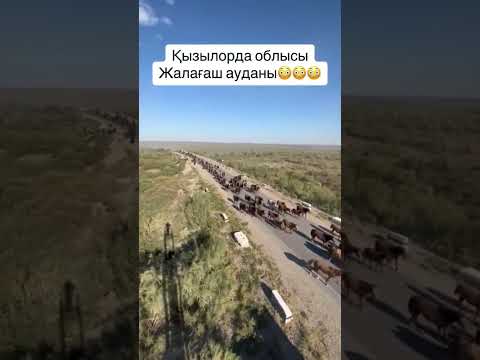 million horses, Kazakh steppe