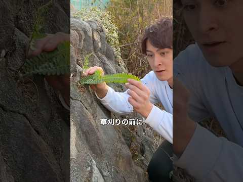 壁のシダを3年で1mに育てる🌿 #育て方 #観葉植物 #plants