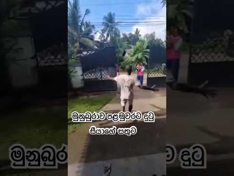 මුනුබුරාව පළමුවරට දුටු සීයා