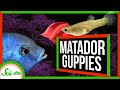 Guppy Behavior and Biology Concepts