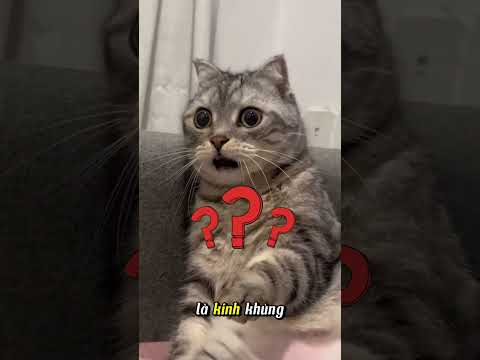 sự thật SỞN GAI ỐC gì đã xảy ra
