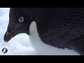 Penguin Adaptations and Climate Change