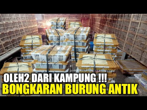 BONGKAR OLEH2 DARI KAMPUNG ! RATUSAN BURUNG ANTIK DIJUAL HARGA MIRING HARI INI DIKIOS PASAR PRAMUKA