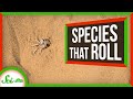 Rolling Species and Their Unique Adaptations