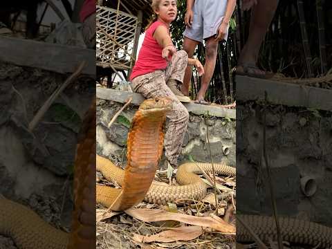 Cemong Minta Maaf ke King Cobra… Ular Bisa Ngambek?! #shortvideo #shotrs #snake
