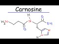 Understanding Carnosine
