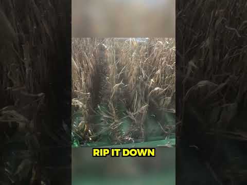 Harvesting 50 Acres of Corn For The First Time | Pt.2