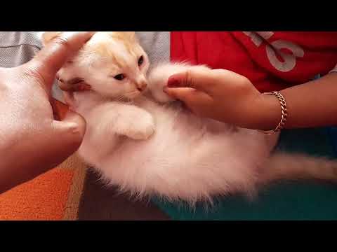 anak kucing diajak main #cat #kucing #catlover