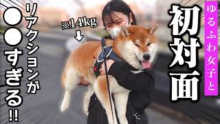 【初対面の反応は..？】20歳、ゆるふわ女子に興奮しまくる柴犬こまちゃんの反応が可愛すぎした…🥹「なにしてるの？」