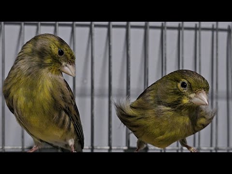 Novas aquisições para deixar o plantel IMBATÍVEL!!! 🤩