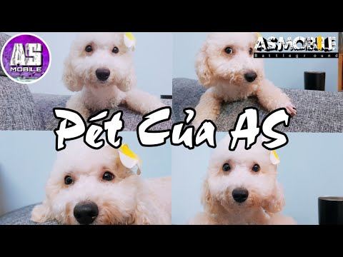 [AS Mobile Vlog] Bé PET Của AS Cool Ngầu
