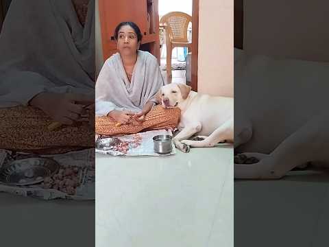 🔥கறிகஞ்சியில்லையா வெறும் கஞ்சிதானா💥 #shortsviral #funny #dogsvideo #doglover #labrador #dogshorts