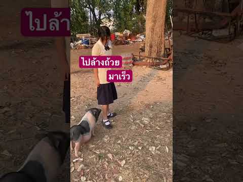เอื่อยแม่ใช้ล้างถ้วย #haha #หมูเด้ง #pig