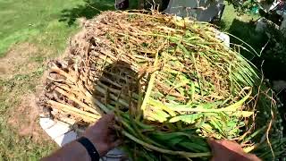 Garlic harvest day 2025