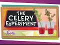 Celery Experiment and Water Movement
