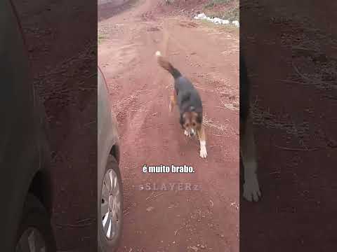 Ele encontrou seu cachorro depois de anos e isso aconteceu