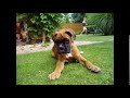 Understanding the Concept of 'boxer à 6 centimes du stop'