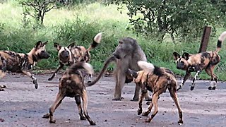 Single Baboon Stuck Between 20 Wild Dogs