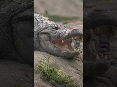 Nina & Max Teach Kids About Crocodiles! 🐊 Fun Animal Facts for Kids