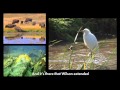 Evolutionary Theory and Key Figures