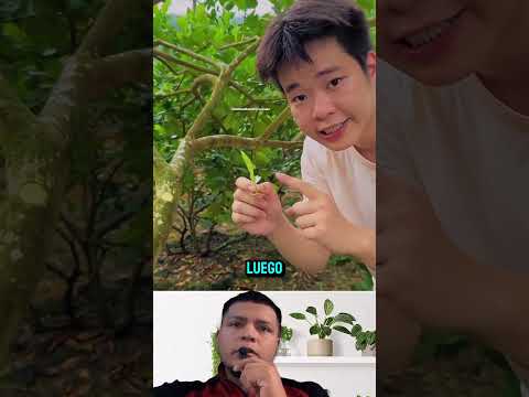 Metodo de Injerto Facil.#shortviralvideos #datoscurisos #reactionvideo #sabiasque #tips
