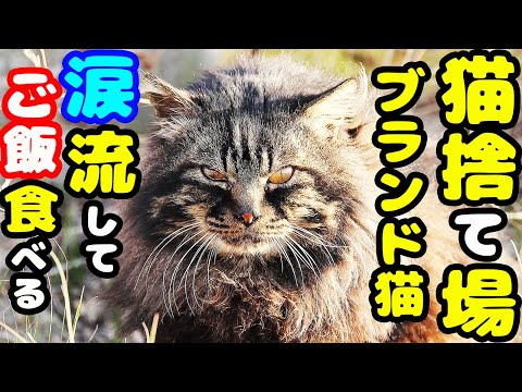 捨てられたブランド猫？にご飯あげたら・・・