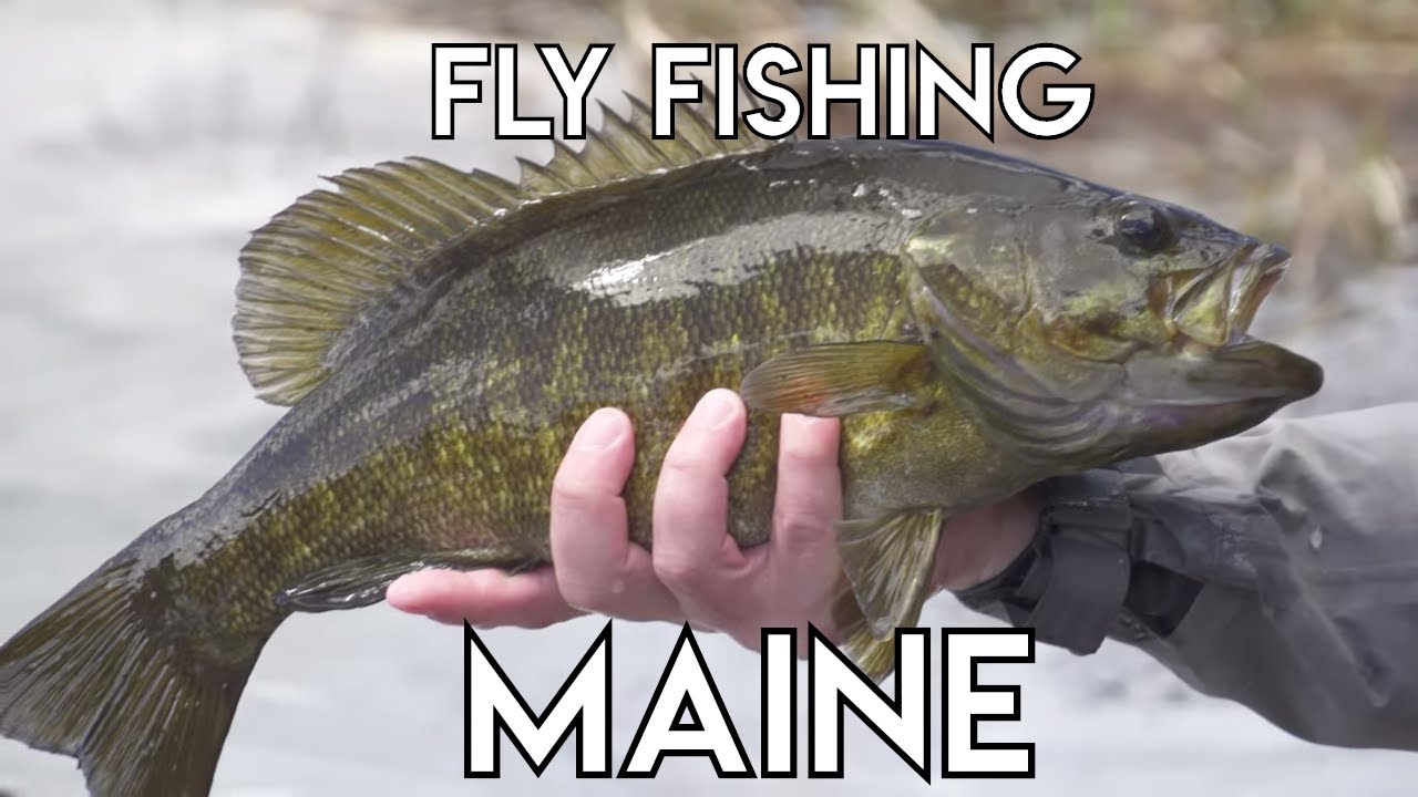 Maine Smallmouth Bass & Landlocked Salmon - The New Fly Fisher