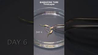 Growing Rice - Time Lapse #2