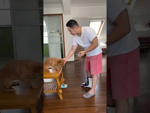 Don't Marry Anyone Else Who Sings In A Human-Dog Choir. #funny #pets