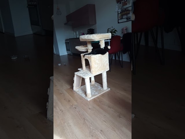 Video Cat tree Kathlynn