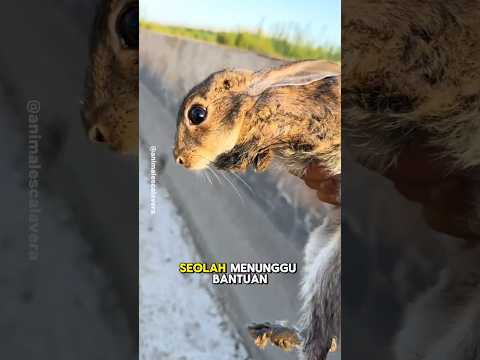 Dia Menyelamatkan Kelinci di Saluran Drainase
