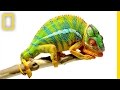 Chameleon Behavior and Biology