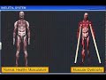 Skeletal System Concepts Assessment