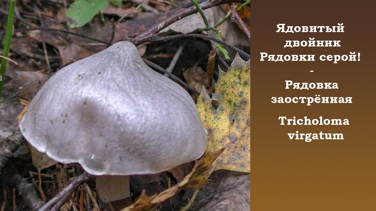 Ядовитый двойник Рядовки серой! - Рядовка заострённая - Tricholoma virgatum