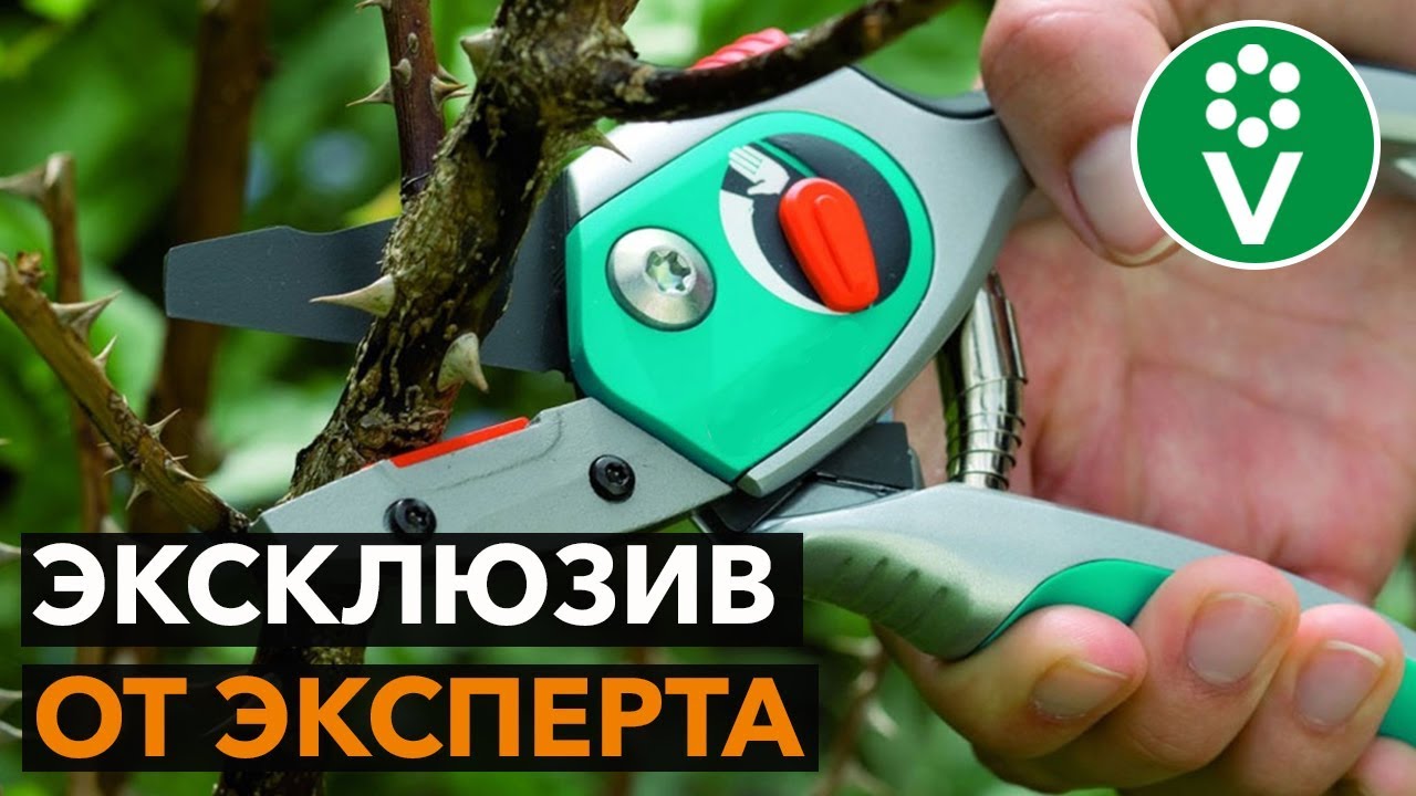 Мои секреты правильной обрезки роз весной