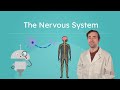 Nervous System Functions and Structure