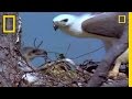 Eagle Behavior and Territorial Battles