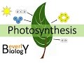 Exploring the Process of Photosynthesis