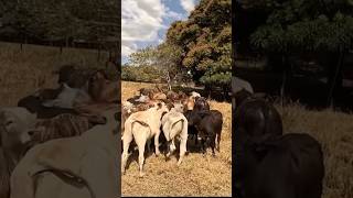 Touro brafots #agro #fazenda