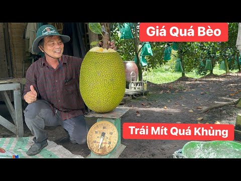 Lần đầu được trái mít quá khủng 32 KG giá quá bèo bán được 32 ngàn